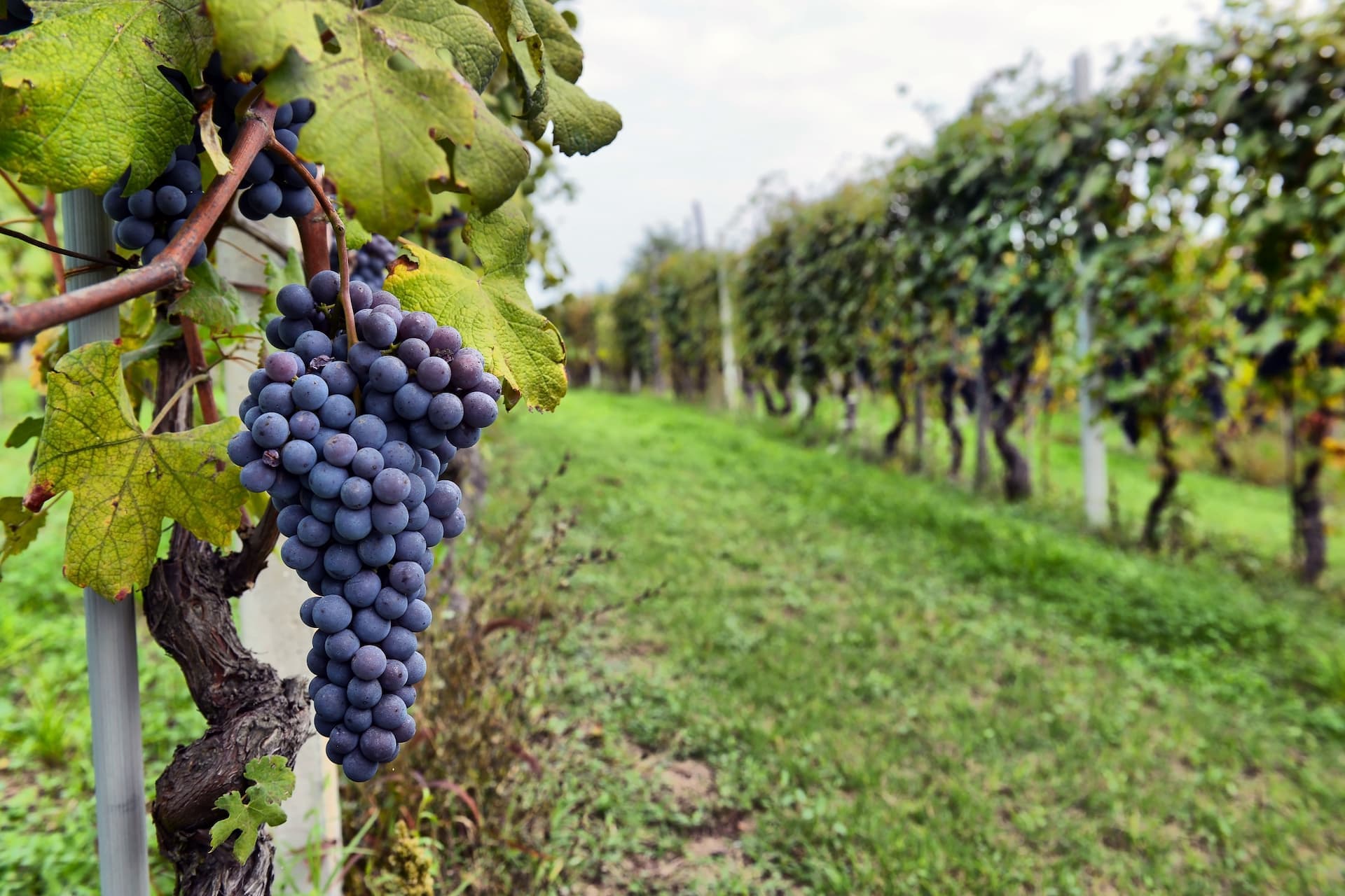 Napa Valley Executive Escape – Wine Country Leadership Retreat